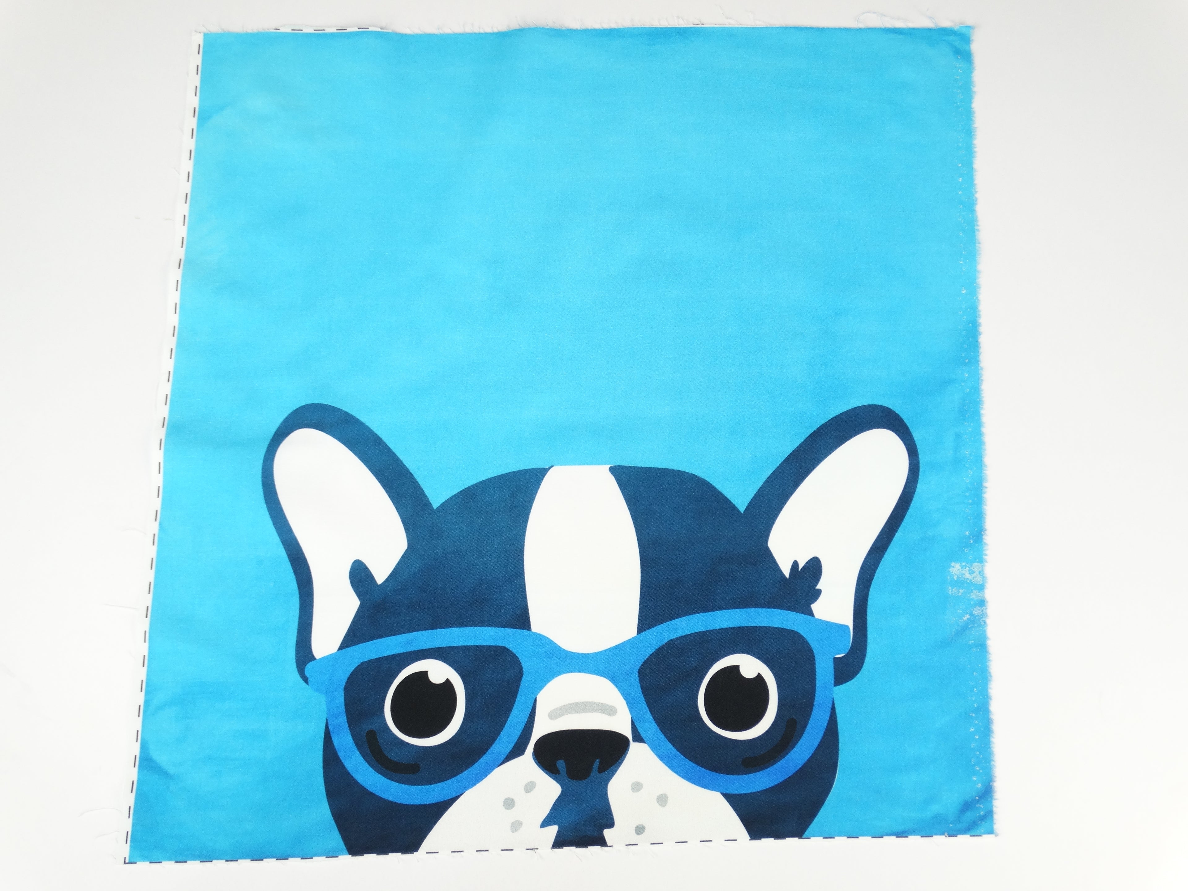 Pug on blue