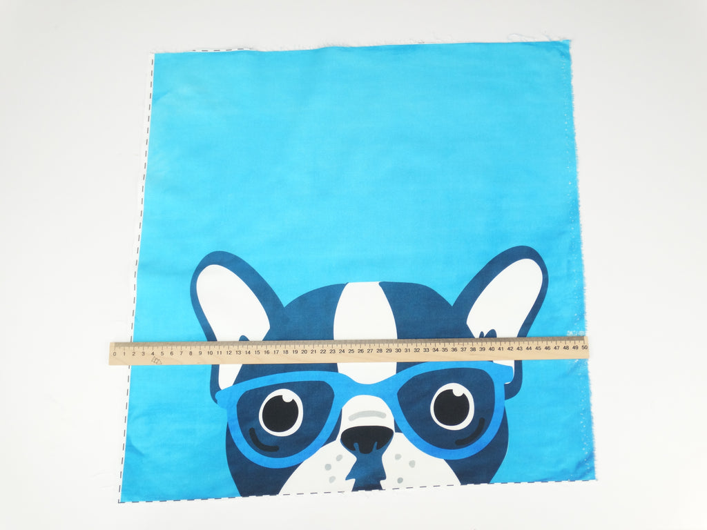 Pug on blue