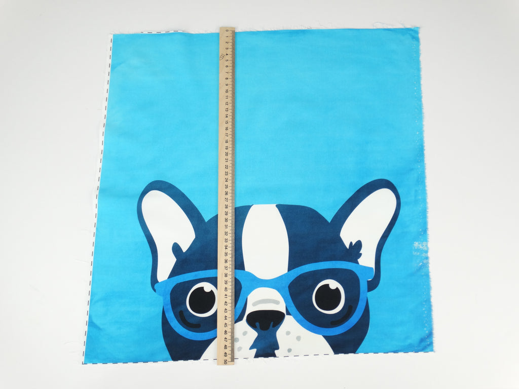 Pug on blue