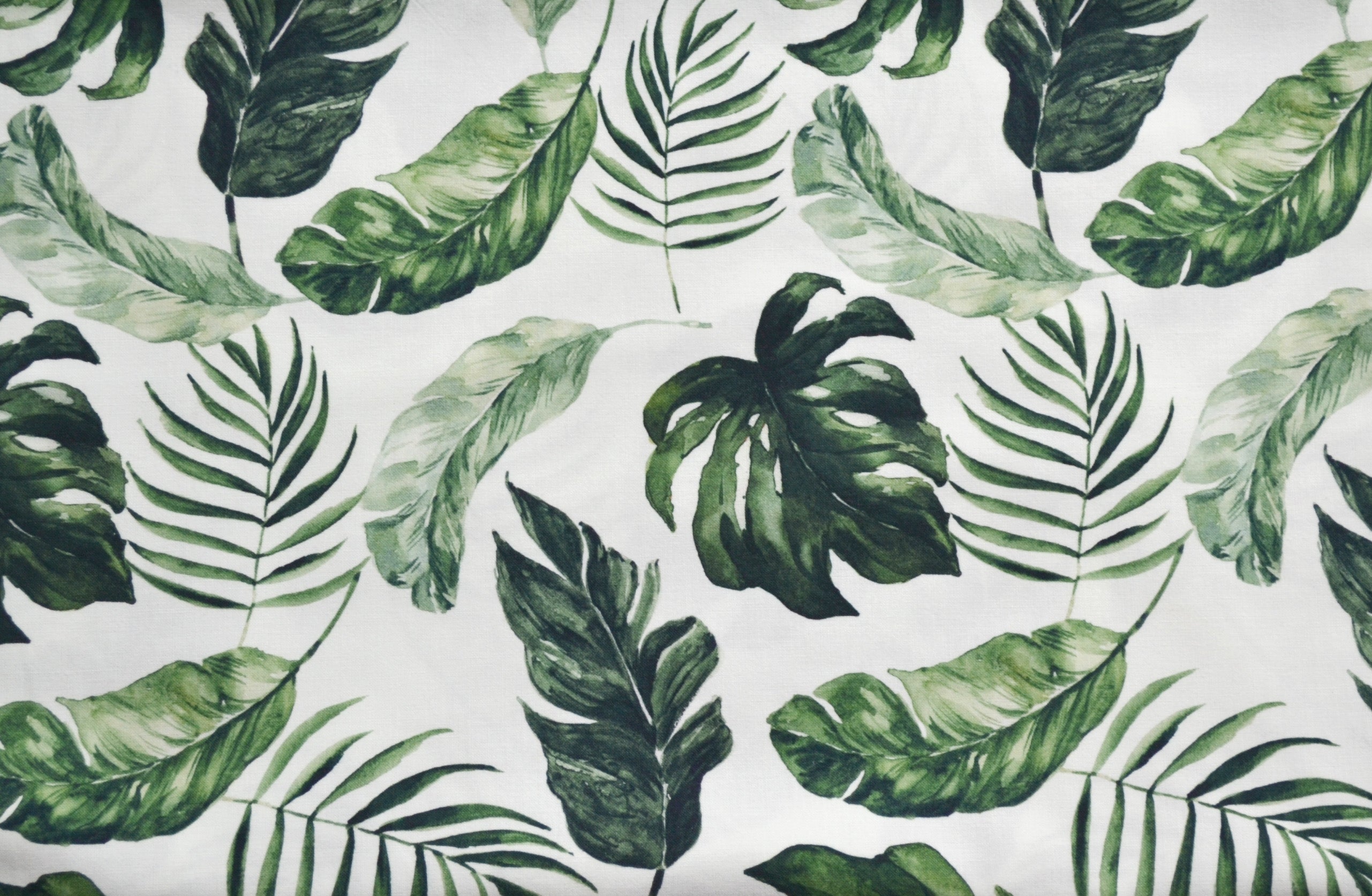 Monstera leaves