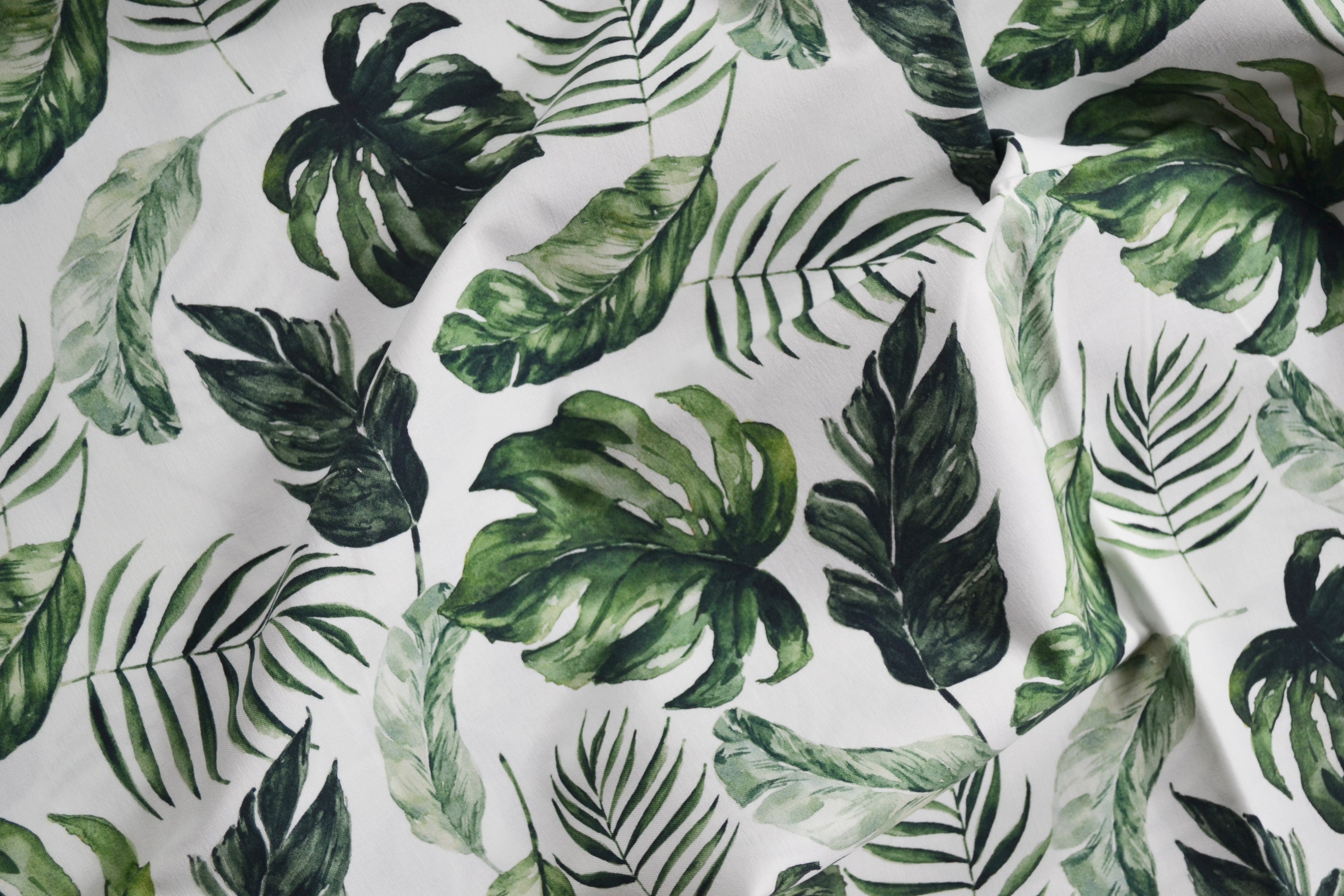 Monstera leaves